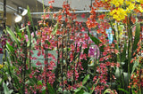 Oncidium Sharry Baby 'Sweet Fragrance' AM/AOS – Chocolate Fragrant! - Orchid Design