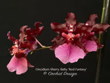 Oncidium Sharry Baby 'Red Fantasy' – Chocolate fragrance!