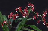 Oncidium Sharry Baby 'Sweet Fragrance' AM/AOS – Chocolate Fragrant! - Orchid Design