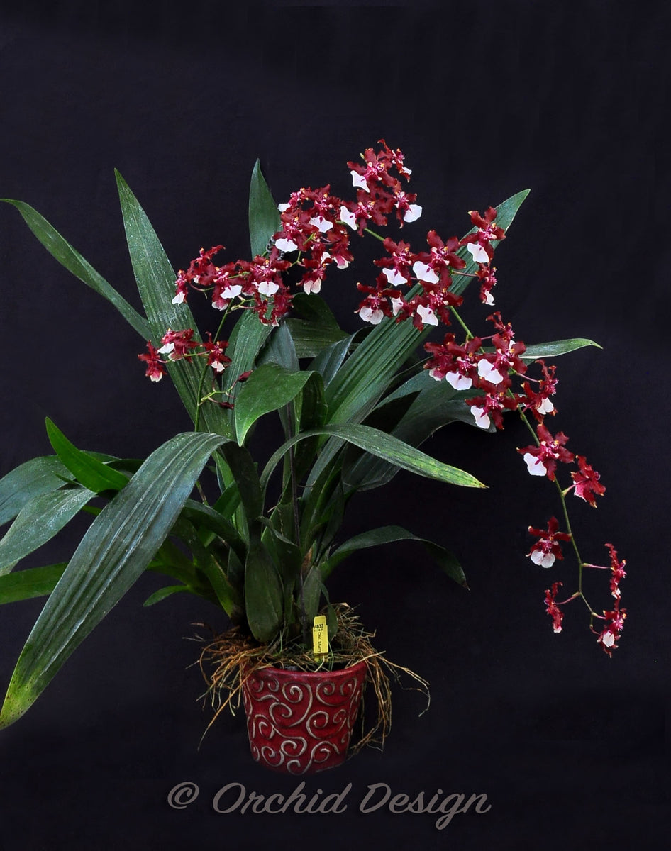 Oncidium store sharry baby