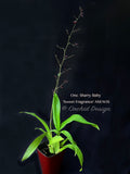 Oncidium Sharry Baby 'Sweet Fragrance' AM/AOS – Chocolate Fragrant! - Orchid Design