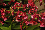 Oncidium Sharry Baby 'Sweet Fragrance' AM/AOS – Chocolate Fragrant! - Orchid Design