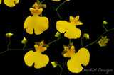 Oncidium Sweet Sugar 'Lemon Drop' – Yellow Dancing Lady Orchid - Orchid Design