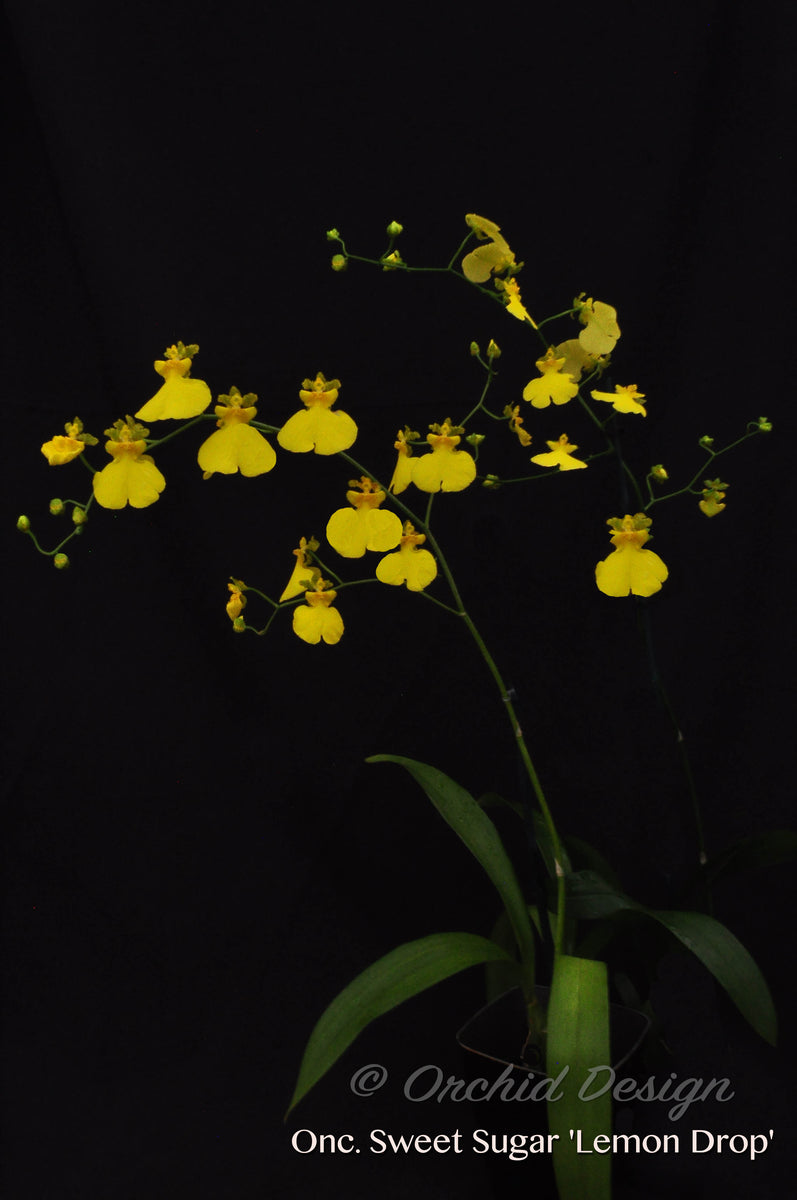 Oncidium Sweet Sugar 'Lemon Drop' Yellow Dancing Lady Orchid Orchid