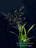 Oncidium Tsiku Marguerite 'Romantic Fantasy' – Vanilla fragrant!