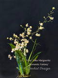 Oncidium Tsiku Marguerite 'Romantic Fantasy' – Vanilla fragrant!