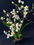 Oncidium Tsiku Marguerite 'Romantic Fantasy' – Vanilla fragrant!