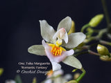 Oncidium Tsiku Marguerite 'Romantic Fantasy' – Vanilla fragrant!