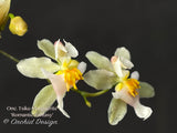 Oncidium Tsiku Marguerite 'Romantic Fantasy' – Vanilla fragrant!
