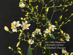 Oncidium Tsiku Marguerite 'Romantic Fantasy' – Vanilla fragrant!