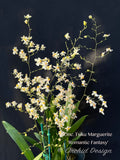 Oncidium Tsiku Marguerite 'Romantic Fantasy' – Vanilla fragrant!