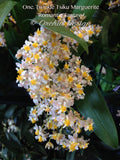 Oncidium Tsiku Marguerite 'Romantic Fantasy' – Vanilla fragrant!