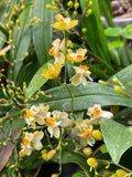 Oncidium Twinkle 'Fragrance Fantasy'