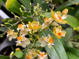 Oncidium Twinkle 'Fragrance Fantasy'