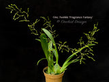 Oncidium Twinkle 'Fragrance Fantasy'