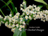 Oncidium Twinkle 'Fragrance Fantasy'