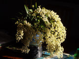 Oncidium Twinkle 'Fragrance Fantasy'
