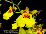 Oncidium Aloha Iwanaga - Orchid Design