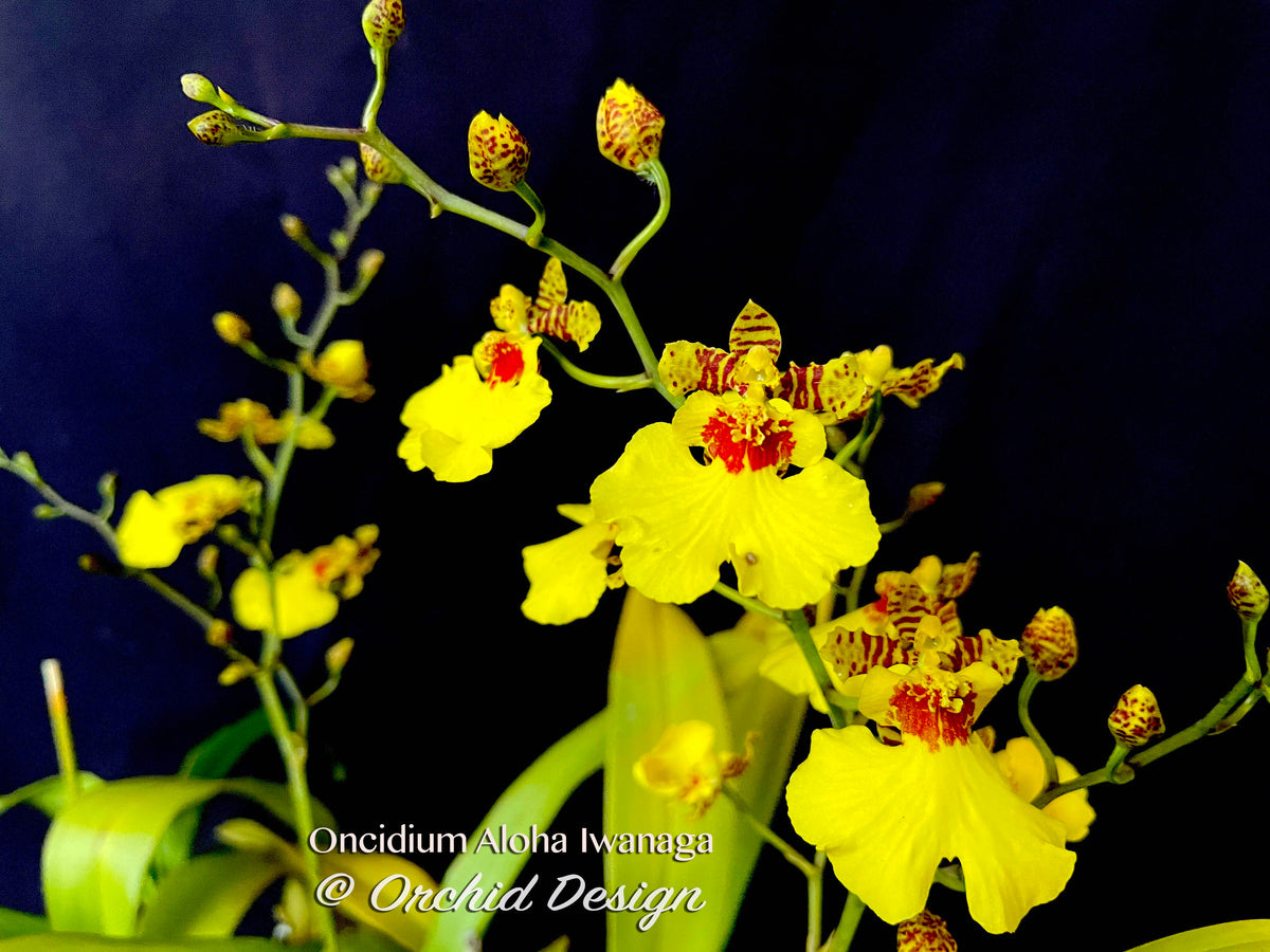 Oncidium Aloha Iwanaga – Orchid Design