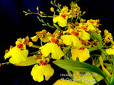 Oncidium Aloha Iwanaga - Orchid Design
