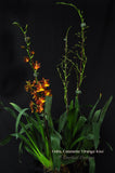 Oncostele Catatante 'Orange Kiss' – Floriferous - Orchid Design