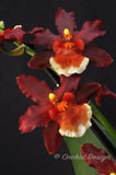 Oncostele Hilo Firecracker 'New Year' - Orchid Design