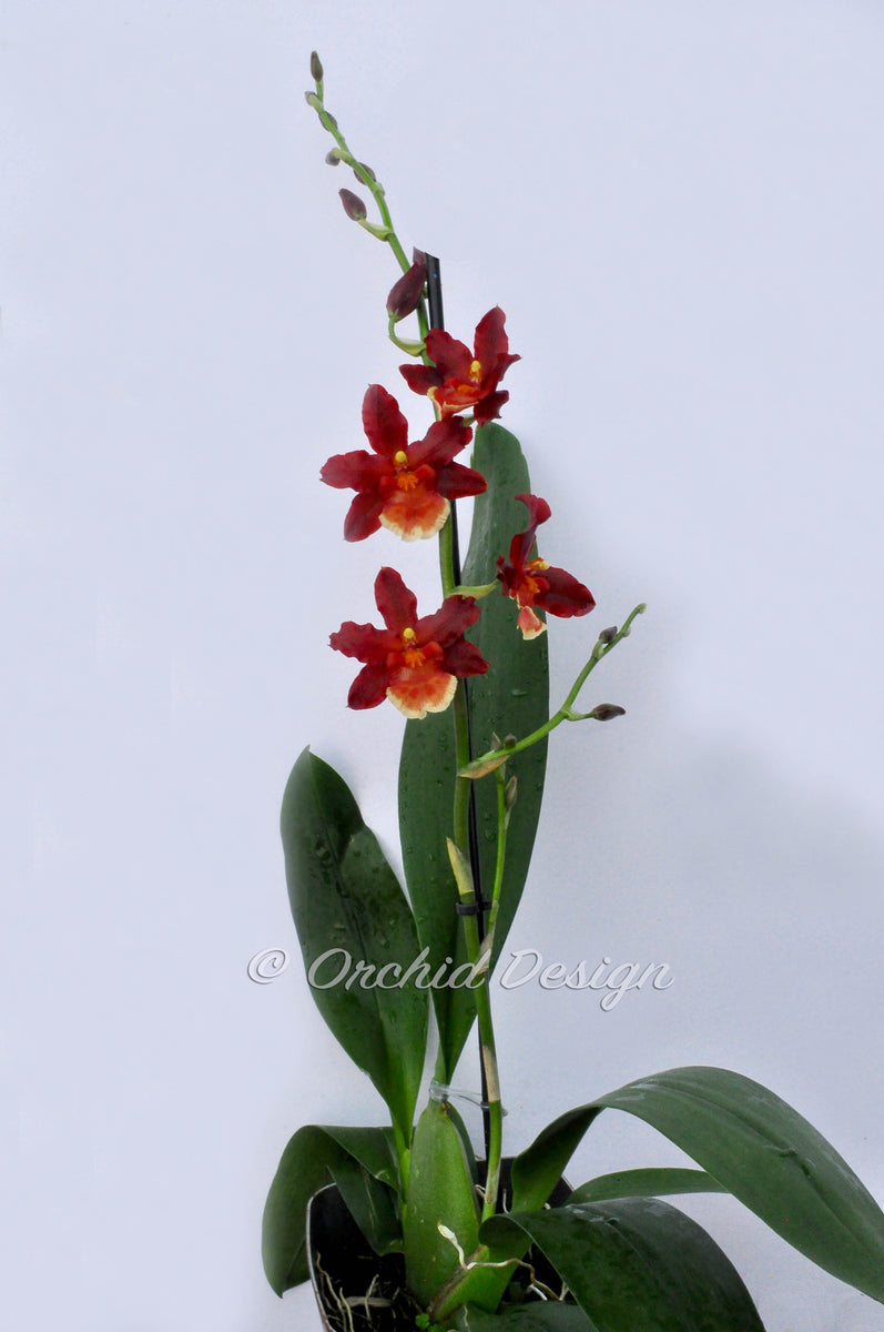 Oncostele Hilo Firecracker 'New Year' – Orchid Design