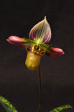 Paphiopedilum acmodontum – Rare Species - Orchid Design