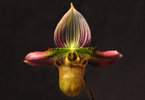 Paphiopedilum acmodontum – Rare Species - Orchid Design