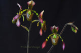 Paphiopedilum haynaldianum – Multiple Flowers – Species - Orchid Design