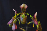 Paphiopedilum haynaldianum – Multiple Flowers – Species - Orchid Design