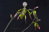 Paphiopedilum haynaldianum – Multiple Flowers – Species - Orchid Design