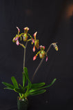 Paphiopedilum haynaldianum – Multiple Flowers – Species - Orchid Design