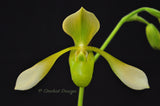 Paphiopedilum Toni Semple Flavum – Rare Alba form - Orchid Design