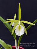 Procatavola Key Lime Stars – Night Fragrant!