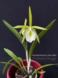 Procatavola Key Lime Stars – Night Fragrant!