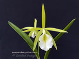 Procatavola Key Lime Stars – Night Fragrant!