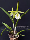 Procatavola Key Lime Stars – Night Fragrant!