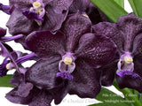 Black Vanda – Pda. Corneels Cilliers 'Midnight Serenade' (Dr. Anek x Mimi Palmer) – FRAGRANT - Orchid Design