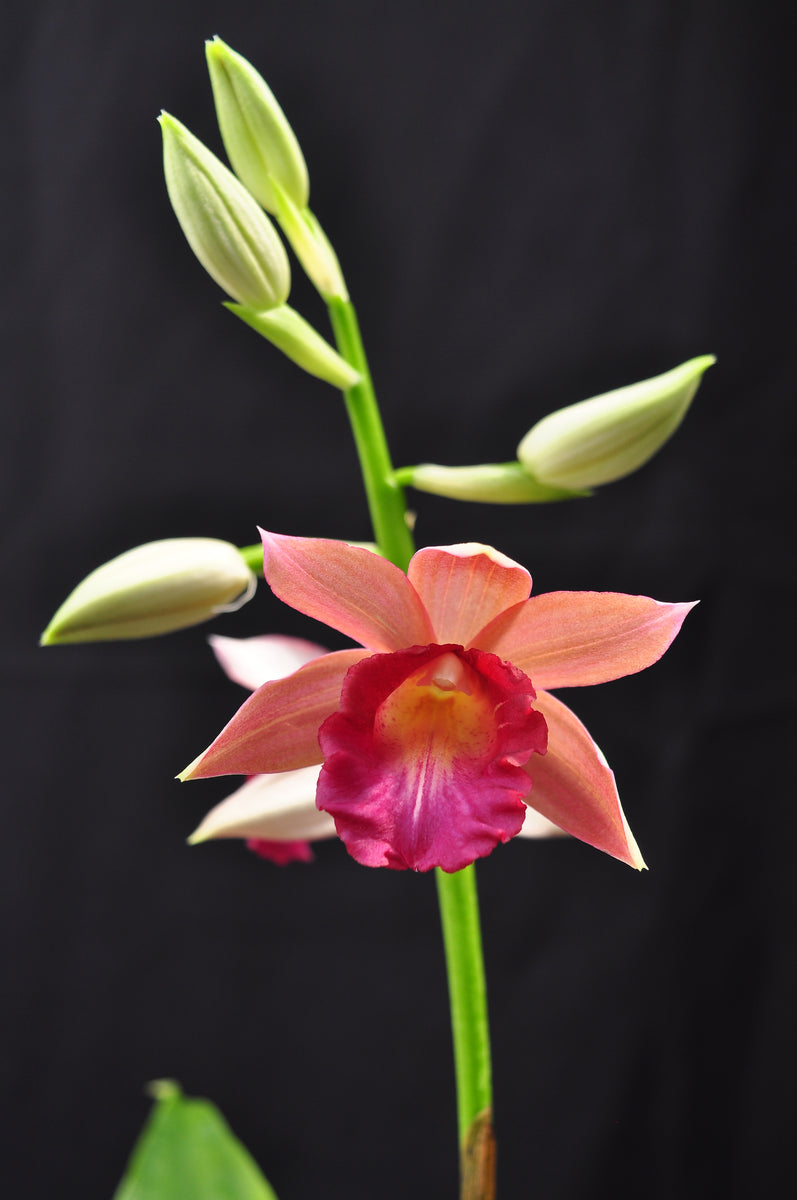 Phaius Lady Ramona Harris AM/AOS Spring blooming! – Orchid Design