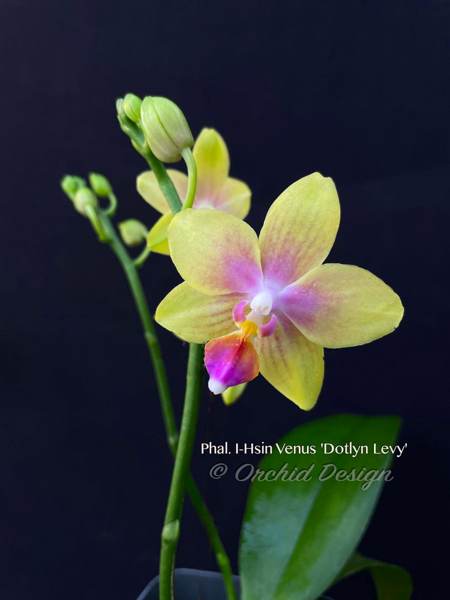 25 Verrines orchidée noire 9 cl
