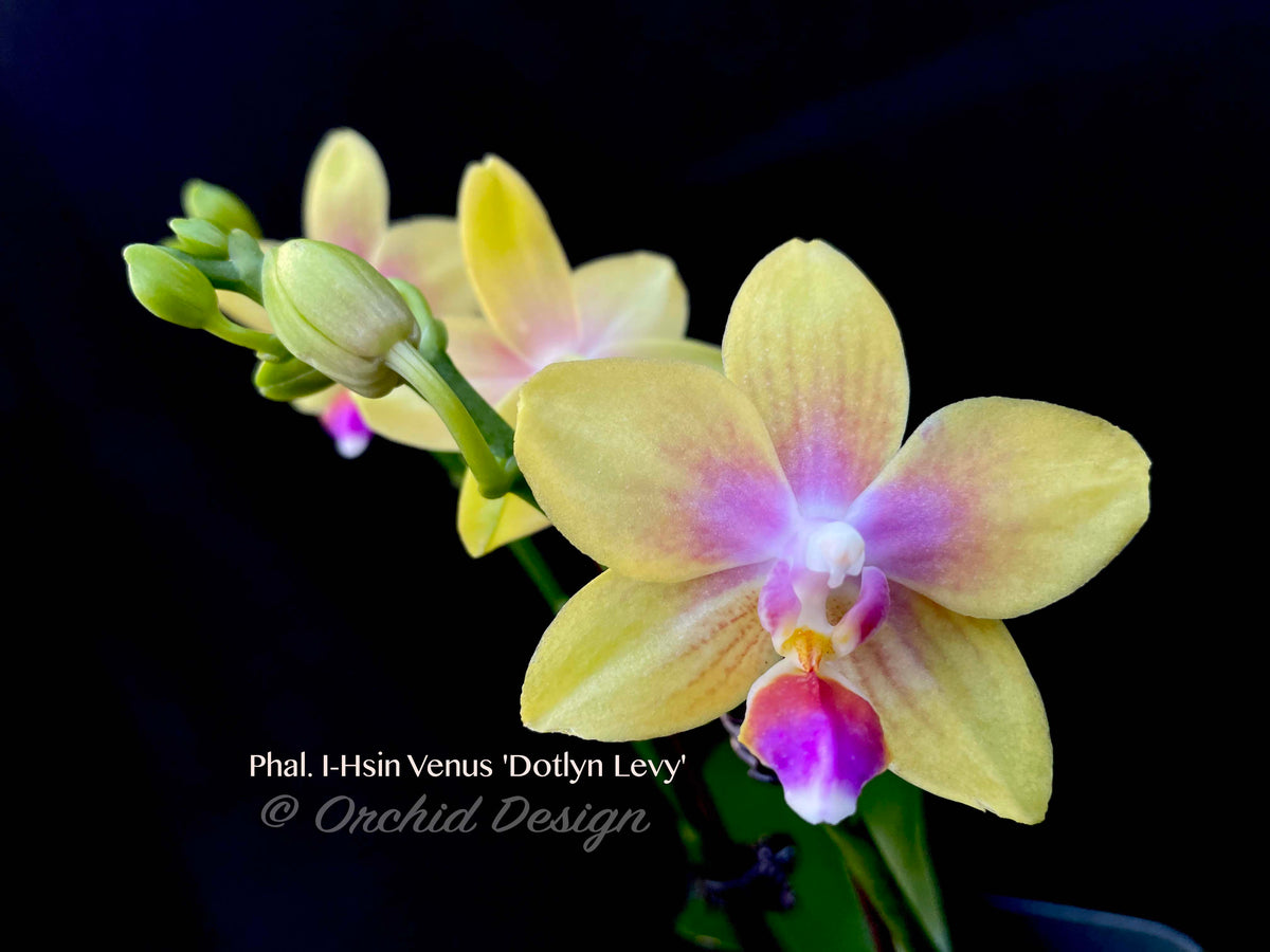 Neon Orchid I' Giclee Print - Sukhanlee