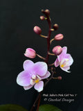 Phalaenopsis Jiaho's Pink Girl 'No. 1' — Super Cute & Fragrant!
