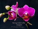 Phalaenopsis Sogo Yenlin 'Coffee' – Mini Purple, Variegated Leaves, IN SPIKE