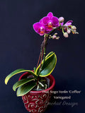 Phalaenopsis Sogo Yenlin 'Coffee' – Mini Purple, Variegated Leaves, IN SPIKE