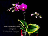 Phalaenopsis Sogo Yenlin 'Coffee' – Mini Purple, Variegated Leaves, IN SPIKE
