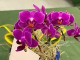 Phalaenopsis Sogo Yenlin 'Coffee' – Mini Purple, Variegated Leaves, IN SPIKE