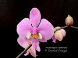 Phalaenopsis schilleriana - Fragrant Species