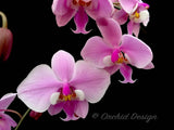Phalaenopsis schilleriana - Fragrant Species