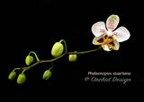 Phalaenopsis stuartiana – Rare Species – Fragrant - Orchid Design
